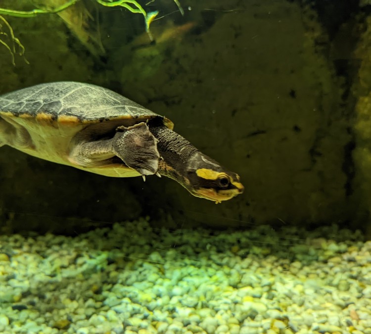 turtles-photo